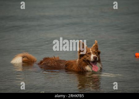 Der süße rot-weiße Border Collie genießt die Natur und kühlt sich beim Spielen ab Stockfoto