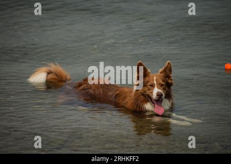 Der süße rot-weiße Border Collie genießt die Natur und kühlt sich beim Spielen ab Stockfoto