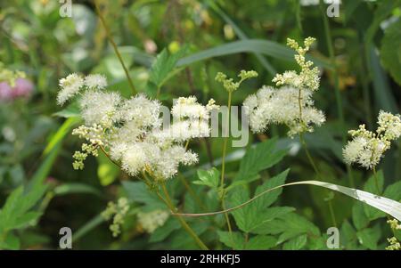 Die Wildblumen von Meadowsweet (Filipendula ulmaria) Stockfoto