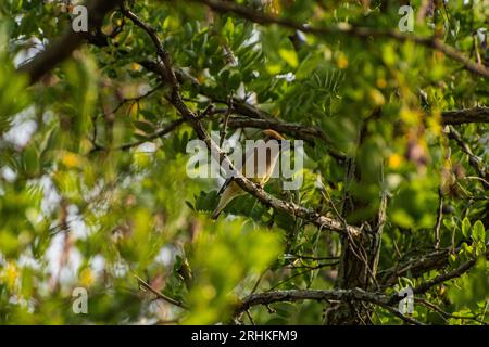 Zedernwachsflügelvogel (Bombycilla cedrorum), der auf einem Ast in einem Honigheuschreckenbaum sitzt, der zwischen dem Flug ruht Stockfoto