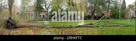 Umgestürzter Baum in Wassenaar Stockfoto