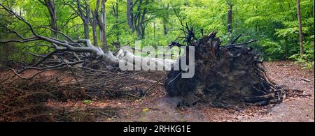 Umgestürzter Baum in Wassenaar Stockfoto