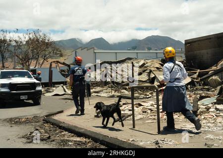 Lahaina, Vereinigte Staaten. August 2023. FEMA Urban Search verwendet Leichenhunde, um die Brandzone nach Waldbränden zu durchsuchen, die über Maui City, 13. August 2023 in Lahaina, Maui, Hawaii, gefegt wurden. Waldbrände, die durch starke Winde angefacht wurden, töteten mindestens 100 Menschen und zerstörten Tausende von Häusern auf der Insel. Quelle: Dominick Del Vecchio/FEMA/Alamy Live News Stockfoto