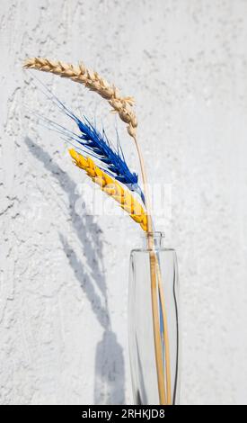Drei Weizenzäpfel, von denen zwei in gelb-blauen Farben der ukrainischen Flagge gemalt sind Stockfoto
