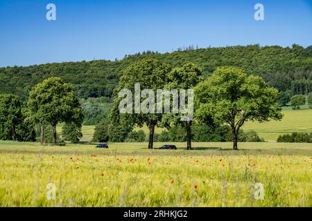 Landstraße zwischen Warstein und Hirschberg im Sauerland, teilweise von Bäumen gesäumt, alleartig, NRW, Deutschland Stockfoto