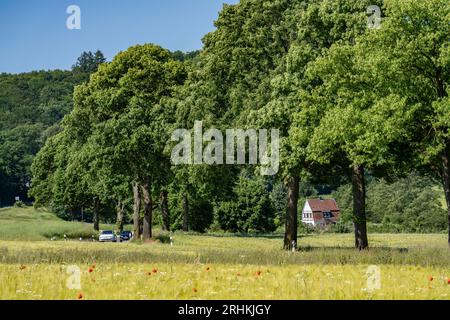 Landstraße zwischen Warstein und Hirschberg im Sauerland, teilweise von Bäumen gesäumt, alleartig, NRW, Deutschland Stockfoto