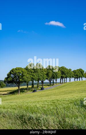 Landstraße zwischen Warstein und Hirschberg im Sauerland, teilweise von Bäumen gesäumt, alleartig, NRW, Deutschland Stockfoto