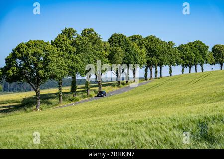 Landstraße zwischen Warstein und Hirschberg im Sauerland, teilweise von Bäumen gesäumt, alleartig, NRW, Deutschland Stockfoto