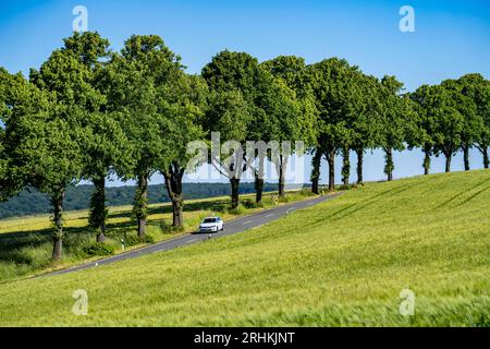 Landstraße zwischen Warstein und Hirschberg im Sauerland, teilweise von Bäumen gesäumt, alleartig, NRW, Deutschland Stockfoto