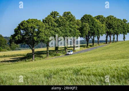 Landstraße zwischen Warstein und Hirschberg im Sauerland, teilweise von Bäumen gesäumt, alleartig, NRW, Deutschland Stockfoto