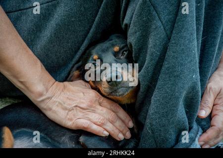 Brauner Mischhund liegt auf menschlichem Schoß Stockfoto