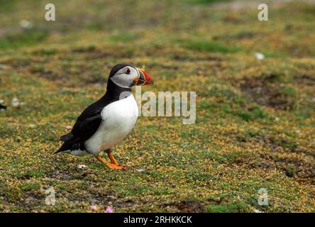 Atlantikpuffin (Fratercula arctica) mit Blume und Gras im Schnabel zum Nestbau, Stockfoto