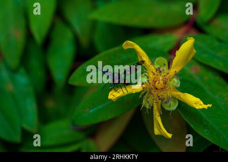 Hypericum perforatum, allgemein bekannt als Johanniskraut, ist eine blühende Pflanze in der Familie der Hypericaceae und der Art der Gattung Hypericum. T Stockfoto