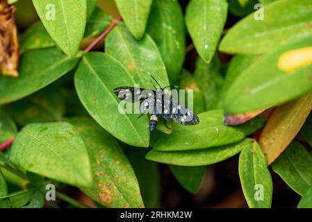 Hypericum perforatum, allgemein bekannt als Johanniskraut, ist eine blühende Pflanze in der Familie der Hypericaceae und der Art der Gattung Hypericum. T Stockfoto