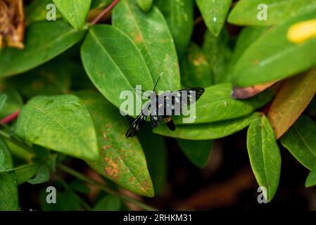 Hypericum perforatum, allgemein bekannt als Johanniskraut, ist eine blühende Pflanze in der Familie der Hypericaceae und der Art der Gattung Hypericum. T Stockfoto