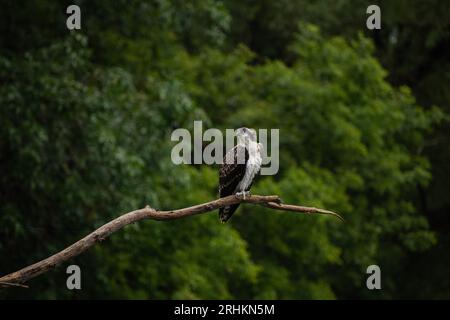 Juvenile Fischadler (Pandion haliaetus), die auf einem Zweig im Regen mit Blick auf das Wasser des Ontariosees auf der Jagd nach Fischen sitzen Stockfoto