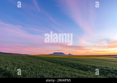 Tafelberg Landschaftsbild mit Rapsbäumen und Weizen im Vordergrund mit wunderschönen Wolken Reise Tourismus Landwirtschaft Kapstadt Stockfoto