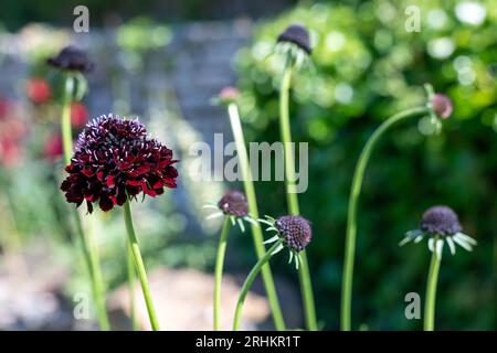 Nahaufnahme einer schwarzen Ritterkissenblume (scabiosa atropurpurea) in Blüte Stockfoto