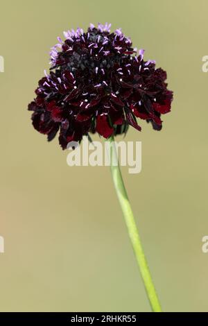 Nahaufnahme einer schwarzen Ritterkissenblume (scabiosa atropurpurea) in Blüte Stockfoto