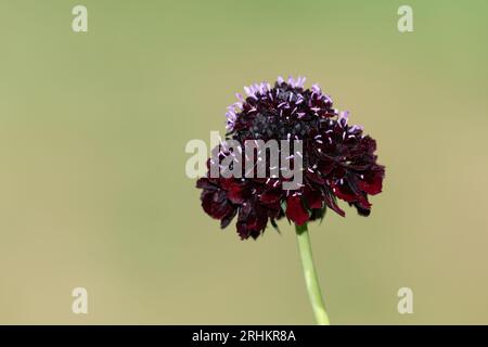 Nahaufnahme einer schwarzen Ritterkissenblume (scabiosa atropurpurea) in Blüte Stockfoto