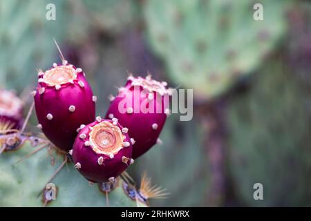 Nahaufnahme von Kakteen mit Rubinrot im Saguaro National Park East in Tucson, Arizona, während der Fruchtsaison Stockfoto