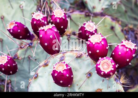 Viele Kaktusfrüchte sind hellrote Lebensmittel auf grünen Flächen während der Fruchtsaison im Saguaro National Park in Tucson, Arizona Stockfoto