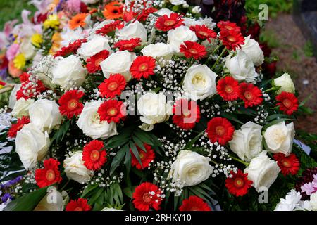 Beerdigungsblüten von weißer zigeunerophila, roter Gerbera und weißer Rosen auf einem Grab nach einer Beerdigung Stockfoto