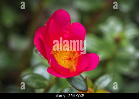 Nahaufnahme einer rot/rosa Moosrose mit sichtbarem sternförmigem Stigma. Stockfoto