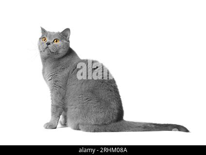 Eine blaue britische Katze mit großen orangen Augen sitzt auf einem weißen Hintergrund. Reinrassige graue Katze auf weiß isoliert. Stockfoto
