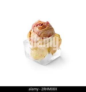 Konzeptionelle Zusammensetzung einer Rosenknospe in einem Eiswürfel, einer Rosenblume in Eis, isoliert auf weißem Hintergrund, Nahaufnahme. Stockfoto