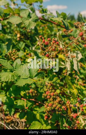 Wilde reife und unreife grüne rote schwarze Brombeeren brambeln Dornen an sonnigen Tagen mit blauem Himmel Stockfoto