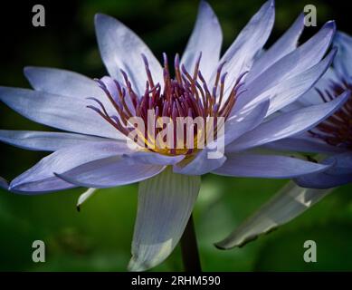 Auftauchende Vegetation Calgary Zoo Alberta Stockfoto