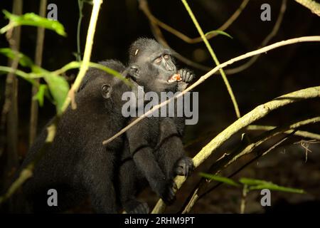 Ein Makaken (Macaca nigra) isst eine Frucht, da es an einer sozialen Aktivität im Tangkoko-Wald, Nord-Sulawesi, Indonesien, beteiligt ist. Ein kürzlich erschienener Bericht eines Wissenschaftlerteams unter der Leitung von Marine Joly ergab, dass die Temperatur im Tangkoko-Wald zunimmt und die Fruchtfülle insgesamt abnimmt. „Zwischen 2012 und 2020 stiegen die Temperaturen im Wald um bis zu 0,2 Grad pro Jahr, und der Fruchtbestand ging insgesamt um 1 Prozent pro Jahr zurück“, schrieb sie im Juli 2023 im International Journal of Primatology. „In einer wärmeren Zukunft müssten sie (Primaten) sich anpassen, ausruhen und... Stockfoto
