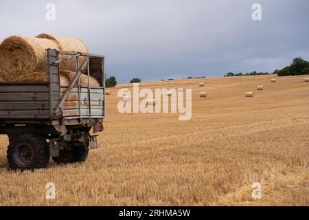 Anhänger mit runden Heuballen beladen. Das Feld, von dem sie geerntet und das Stroh zu Ballen gerollt haben. Noch nicht gesammelte Heuballen liegen in der Nähe von t Stockfoto