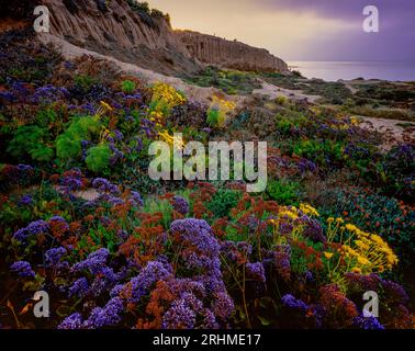 Sunrise, Limonium, Sea Lavender, Coreopsis, Leo Carrillo State Beach, Malibu, Kalifornien Stockfoto