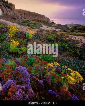 Sunrise, Limonium, Sea Lavender, Coreopsis, Leo Carrillo State Beach, Malibu, Kalifornien Stockfoto