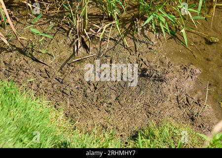 Vogelspuren im nassen Schlamm am Flussufer Stockfoto