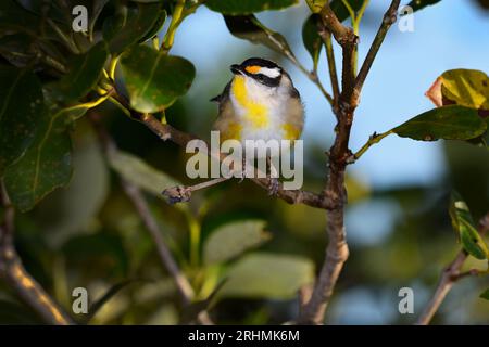 Australische Erwachsene männliche gestreifte Pardalote - Pardalotus striatus - Vogel in dichtem Busch, thront, in Pools mit weichem, frühmorgendlichem Sonnenlicht auf der Suche nach Nahrung Stockfoto