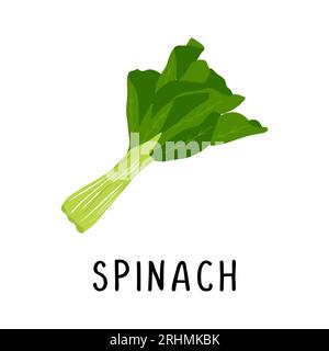 Spinat Vektor-Illustration, flache Design-Karikatur von grünem Spinat Naturprodukt für Gesundheit und Vitamine. Stock Vektor
