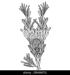 Handgezeichnete ätherische Ölpflanzen Zeichnung von Rosmarin oder Rosmarinus officinalis isoliert auf weißem Hintergrund. Stock Vektor