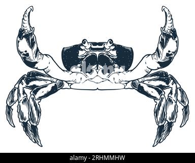 Meeresfrüchte-Tier-Krabben-Gravur-Zeichnungsvektor. Handskizze im Vintage-Stil. Nahrung Tier Meer isoliert auf weißem Hintergrund. Stock Vektor