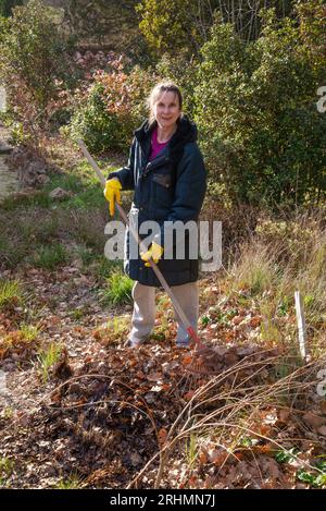 Gartenfrau, die zu Beginn des Winters die gefallenen Herbstblätter mit einem Rechen aufnimmt, in der Provence, einer Region Südfrankreichs Stockfoto