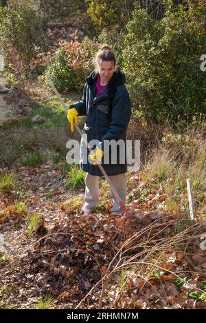 Gartenfrau, die zu Beginn des Winters die gefallenen Herbstblätter mit einem Rechen aufnimmt, in der Provence, einer Region Südfrankreichs Stockfoto