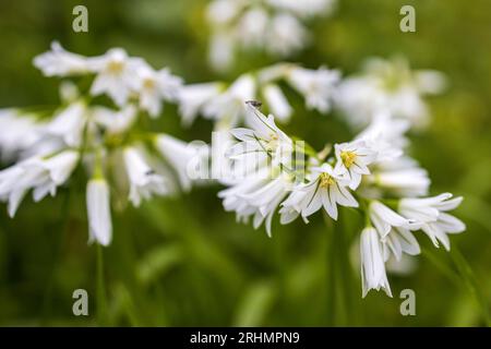 Allium triquetrum ist eine bulbusblühende Pflanze der Gattung Allium aus dem Mittelmeerbecken. Auf Englisch wie dreieckiger Lauch, in Australien Stockfoto