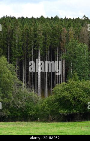 Waldbaumplantage Stockfoto