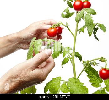 Herrenhände ernten frische Bio-Tomaten im Garten, isoliert auf weißem Hintergrund. Ein Bauer, der Tomaten pflückt Stockfoto