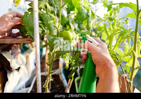 Tomate wächst in einem Gewächshaus. Die Hände der Männer halten die Sprühflasche fest und gießen die Tomatenpflanze Stockfoto