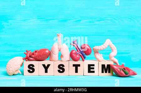 Das Wort „SYSTEM“ ist mit Holzblöcken geschrieben, umgeben von anatomischen Miniaturnachbildungen menschlicher Organe auf einem leuchtend blauen Hintergrund. Bildung, Gesundheit Stockfoto