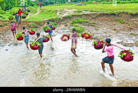 Chattogramm. August 2023. Die Bauern tragen am 17. August 2023 frisch geerntete Guavas auf ihren Schultern zu einem lokalen Markt in Chattogram, Bangladesch. Quelle: Xinhua/Alamy Live News Stockfoto