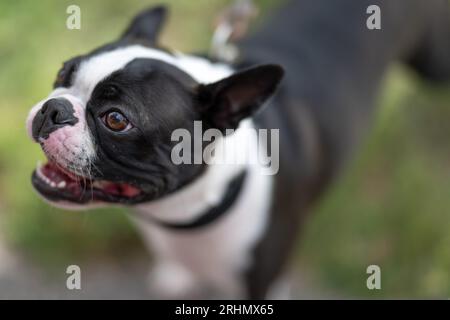 Glücklicher, zwei Jahre alter Boston Terrier auf Grasrasen an einem sonnigen Sommertag Stockfoto